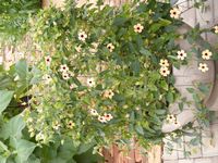 Thunbergia alata